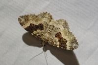 Epirrhoe alternata