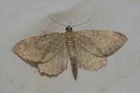 Philereme vetulata