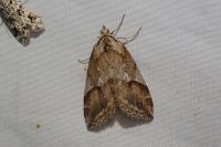 Chesias rufata