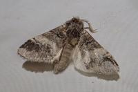 Drymonia querna