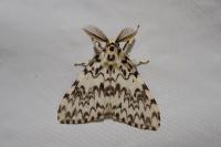 Lymantria monacha