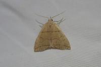 Herminia grisealis