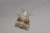 Meganola albula