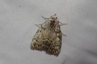 Meganola strigula