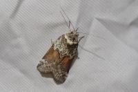Nycteola siculana
