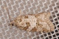 Cnephasia incertana