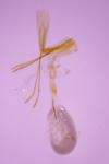 Cnephasia incertana