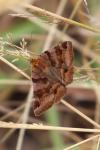 Euclidia glyphica