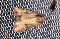 Mesapamea secalella/secalis