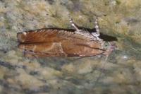 Epinotia tenerana