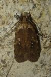 Agonopterix ciliella/heracliana