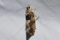 Eudemis profundana