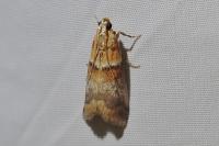 Acrobasis repandana