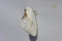 Cilix hispanica