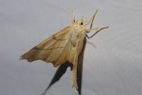 Ennomos erosaria