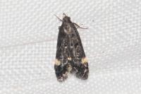 Dichomeris alacella