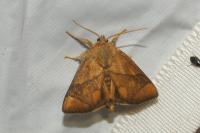 Apoda limacodes