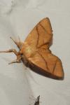 Apoda limacodes