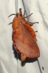Gastropacha quercifolia