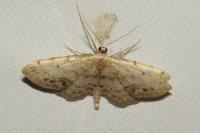Idaea dimidiata
