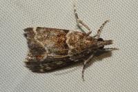 Eudonia mercurella