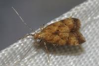 Brachmia blandella
