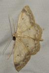 Idaea biselata