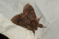 Notodonta dromedarius