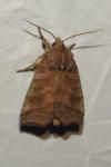 Ipimorpha retusa