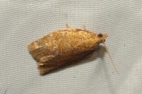 Clepsis consimilana