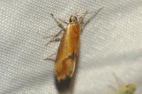 Batia lunaris