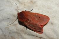 Phragmatobia fuliginosa
