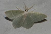 Jodis lactearia