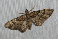 Gymnoscelis rufifasciata