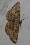 Peribatodes rhomboidaria