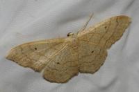 Idaea aversata