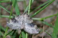 Pterapherapteryx sexalata