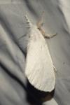 Sphrageidus similis