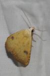 Rivula sericealis