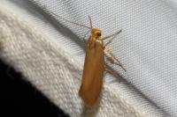 Crassa unitella