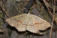 Cyclophora punctaria