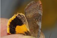 Noctua janthe