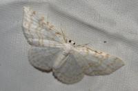 Asthena albulata