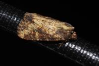 Mesapamea secalella/secalis