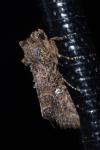 Mesapamea secalella/secalis