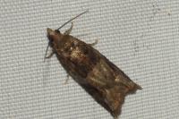 Rhopobota naevana
