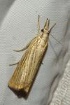Chrysoteuchia culmella