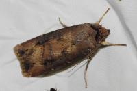 Agrotis ipsilon
