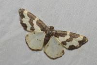 Lomaspilis marginata