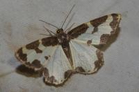 Lomaspilis marginata